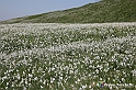 VBS_2508 - Fioritura Narcisi Castelnuovo Nigra 2022 e campi di papaveri rossi